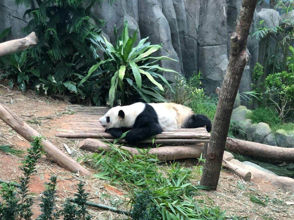 Singapore Zoo